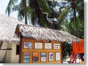 �ē��̏�̃A�I�T�M