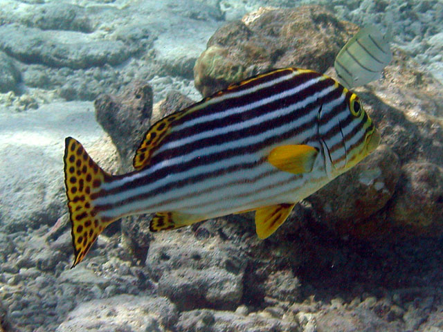 ���X�W�R�V���E�_�C