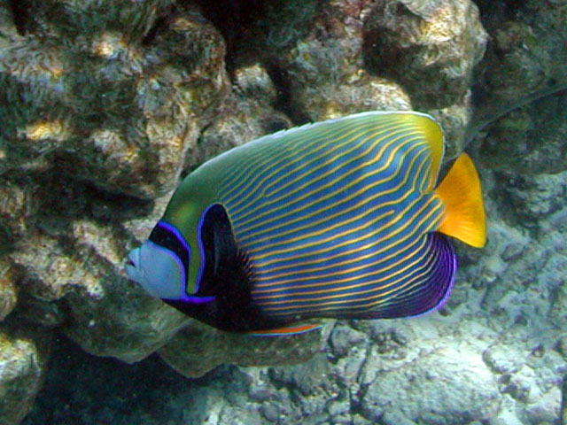 �^�e�W�}�L���`���N�_�C