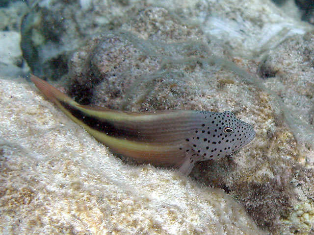 �n�[�̒��ԁH