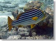 ���X�W�R�V���E�_�C