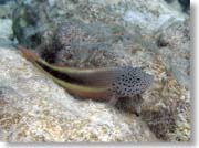 �n�[�̒��ԁH