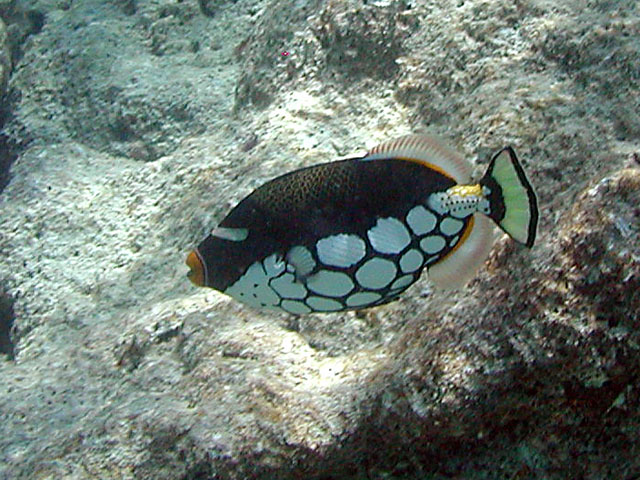 �����K���J���n�M