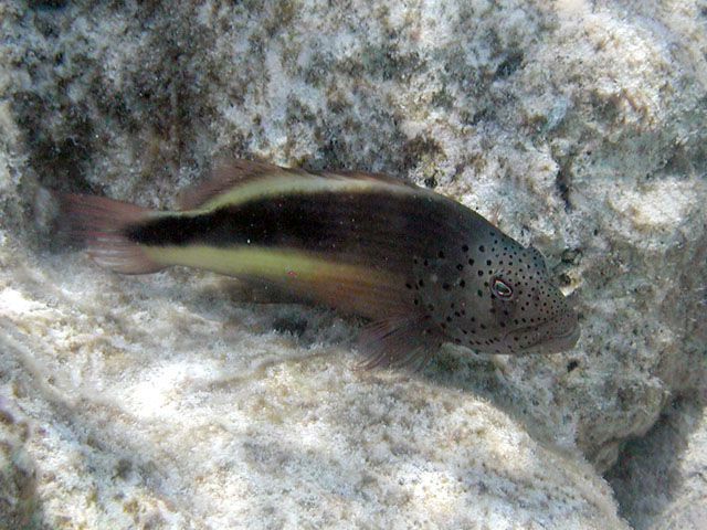 �n�[�̒��ԁH