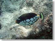 �����K���J���n�M