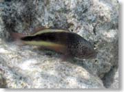 �n�[�̒��ԁH