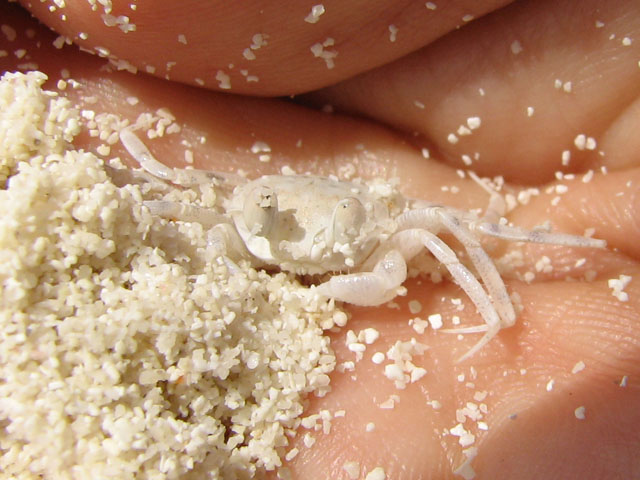 ��̒��̃J�j