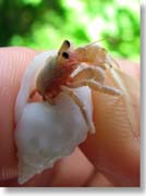 ���h�J��