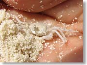 ��̒��̃J�j