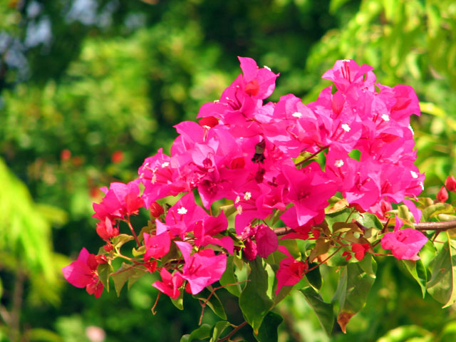 �u�[�Q���r���A