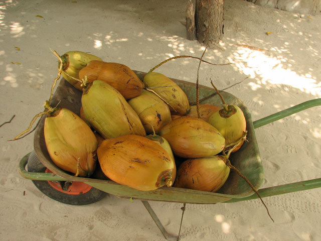 ���V�̎��H