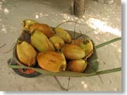 ���V�̎��H