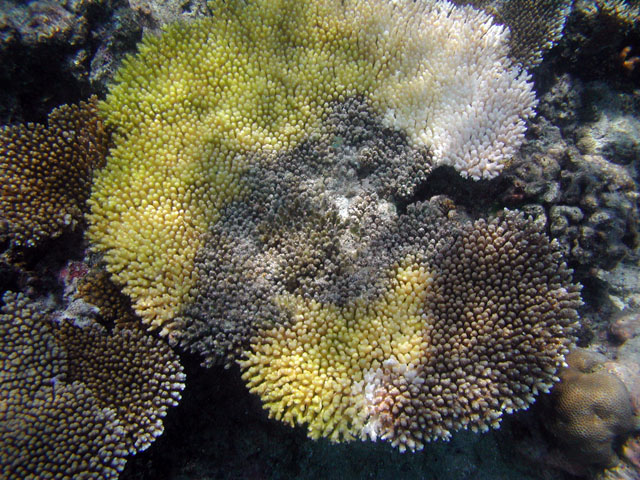 �F�Ƃ�ǂ�̎X��