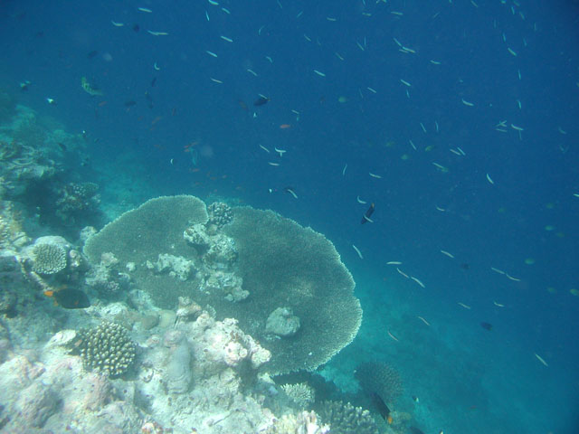 �h���b�v�I�t