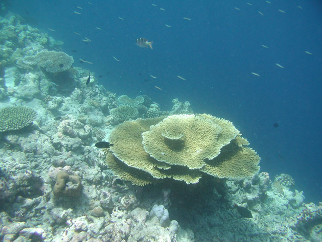 �h���b�v�I�t