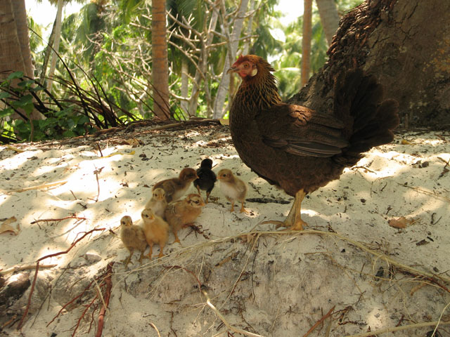 �j���g���ƃq���R