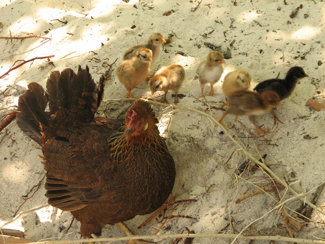 �j���g���ƃq���R