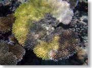 �F�Ƃ�ǂ�̎X��