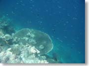 �h���b�v�I�t