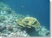 �h���b�v�I�t