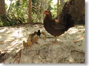 �j���g���ƃq���R