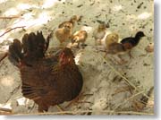 �j���g���ƃq���R