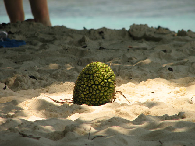 �p�C�i�b�v��