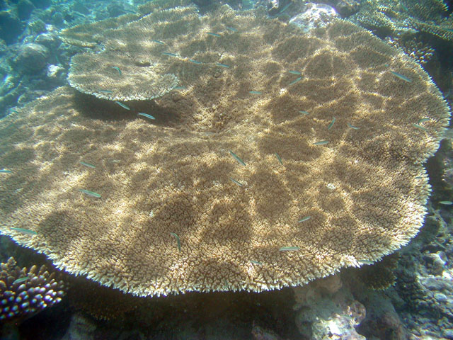 �e�[�u���X��