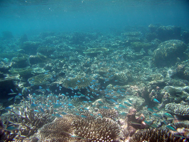 �����Ȑ����̌Q��