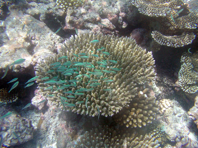 �����Ȑ����̌Q��