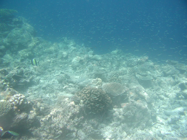 �ƂĂ������ȋ��̌Q��