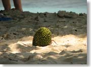 �p�C�i�b�v��