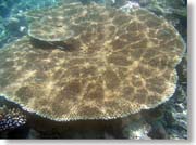 �e�[�u���X��