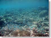 �����Ȑ����̌Q��