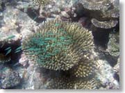 �����Ȑ����̌Q��