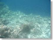 �ƂĂ������ȋ��̌Q��