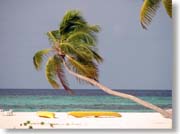 ���ɐL�т郄�V�̖�