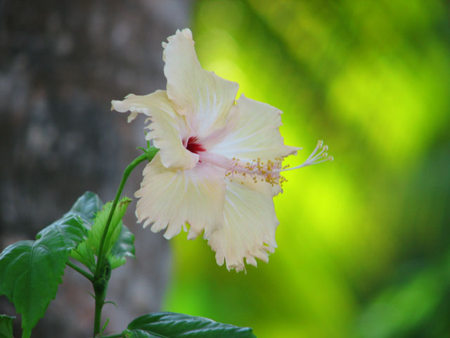 �n�C�r�X�J�X