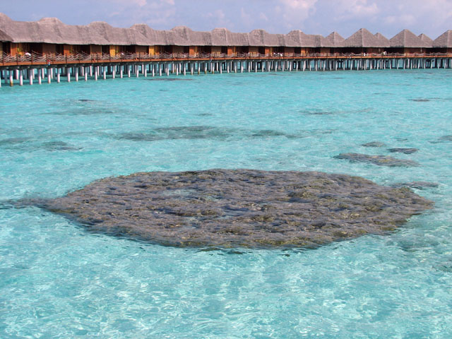 ���ピ�B���̓��C