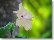 �n�C�r�X�J�X