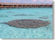 ���ピ�B���̓��C