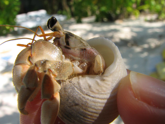 �傫�ȃ��h�J��