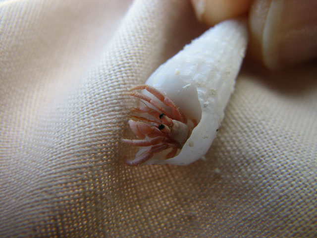 �����ȃ��h�J��