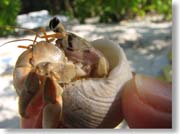 �傫�ȃ��h�J��