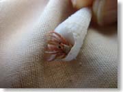 �����ȃ��h�J��