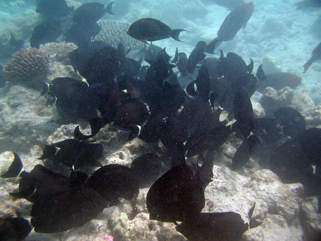 �������̌Q��