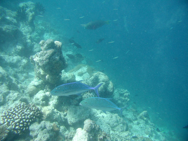 �J�X�~�A�W