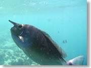 �@�̒�����