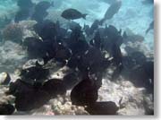 �������̌Q��