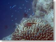 �X��ɌQ���鏬���ȋ�